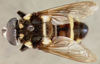 Media type: image;   Entomology 23786 Aspect: habitus dorsal view